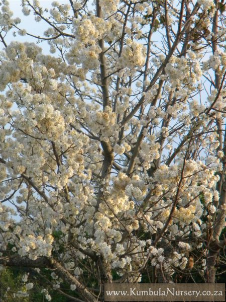 Dombeya Rotundifolia