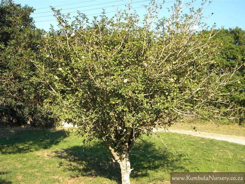 Gardenia Hedge