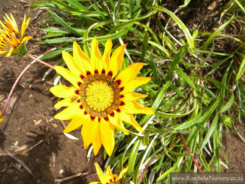 gazania ground cover