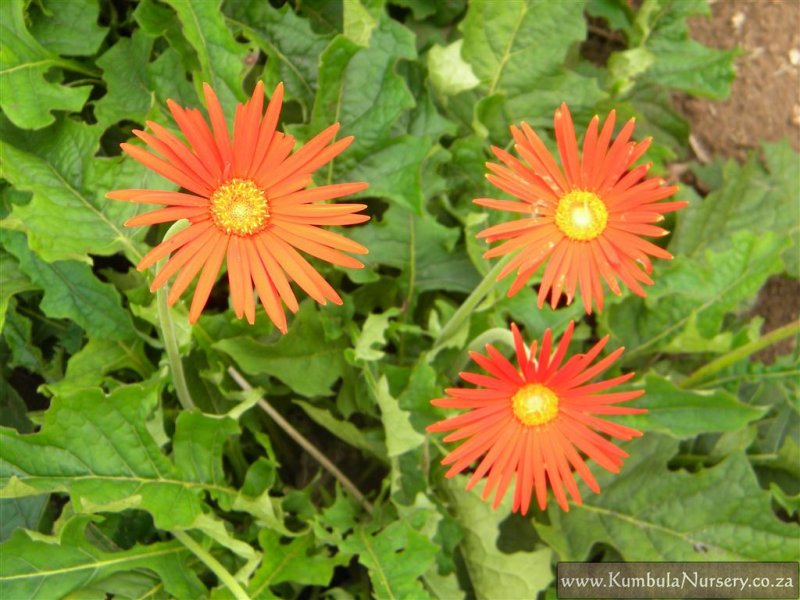 Gerbera Jamesonii