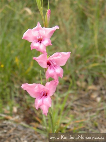 Semis 2015-2016 - Page 3 Gladiolus_ochroleucus_flower_head_0