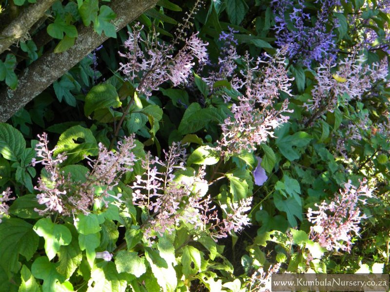 Plectranthus Ecklonii