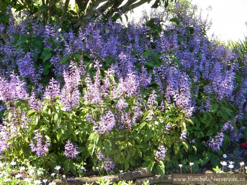 Plectranthus Ecklonii