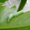 hawkmoth larva