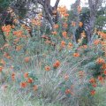 Leonotis leonurus