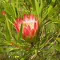 Protea repens 
