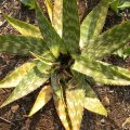 Aloe Snout beetle