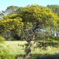 Vachellia karoo