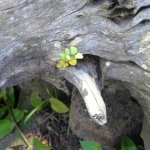 Plant in Log