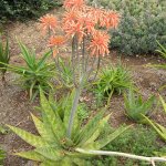 Aloe maculata