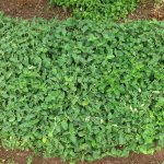 Barleria obtusa regrowth
