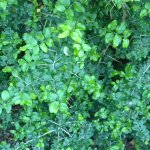 Dovyalis rotundifolia