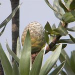 Leucodendron argenteum