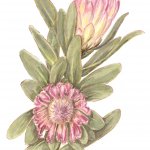 Protea compacta