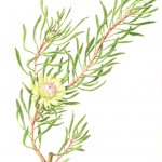 Protea scolymocephala