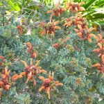 Salvia africana lutea