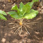 Scadoxus plant roots