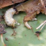Snout beetle maggots