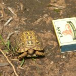Tiny tortoise
