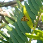 Zerenopsis leopardina moth