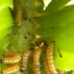 Zerenopsis leopardina yng larvae
