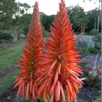 Aloe pluridens | Kumbula Indigenous Nursery