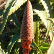 Aloe arborescens hybrid