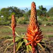 Aloe arborescens hybrid