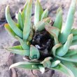 Aloe barberae snout beetle