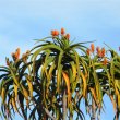 Aloe barberae blooms