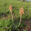 Aloe humilis habitat