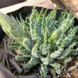 Aloe humilis bud1