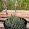 Aloe humilis bud