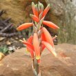 Aloe humilis flower close