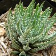 Aloe humilis form