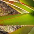 Aloe lineata leaf