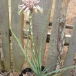 Aloe myriacantha form