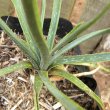 Aloe myriacantha leaf