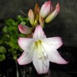 Amaryllis belladonna flower