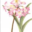 Amaryllis belladonna painting
