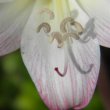 Amaryllis belladonna pollen