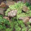 Aptenia cordifolia vgtd