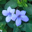 Barleria obtusa blue