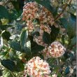 Buddleja auriculata flowers