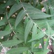 Buddleja salviifolia leaves
