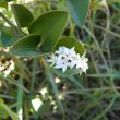 Carissa bispinosa flower