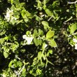 Carissa haematocarpa foliage