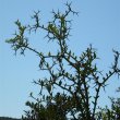 Carissa haematocarpa thorns