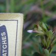 Chaetacanthus setiger flower size