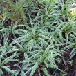 Chlorophytum comosum hybrid